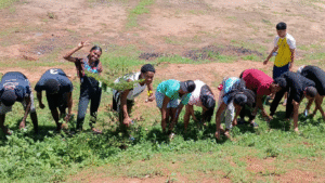 Lire la suite à propos de l’article L’entretien du jardin potager au Campus : un moment de vie communautaire